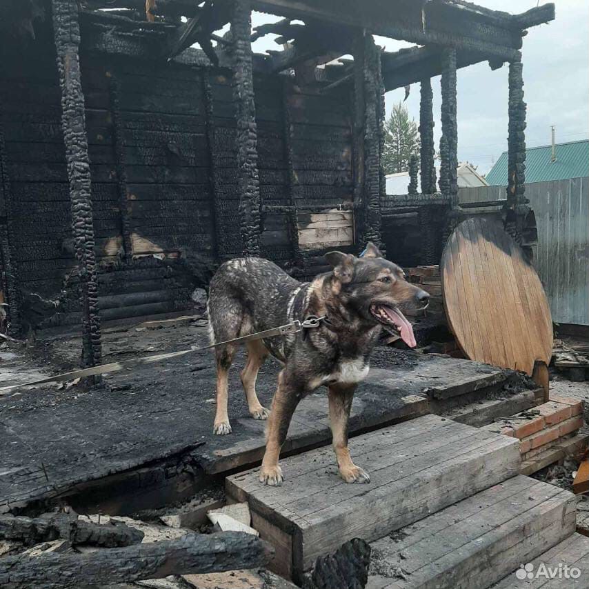 Собаки ищут дом купить на Зозу.ру - фотография № 4