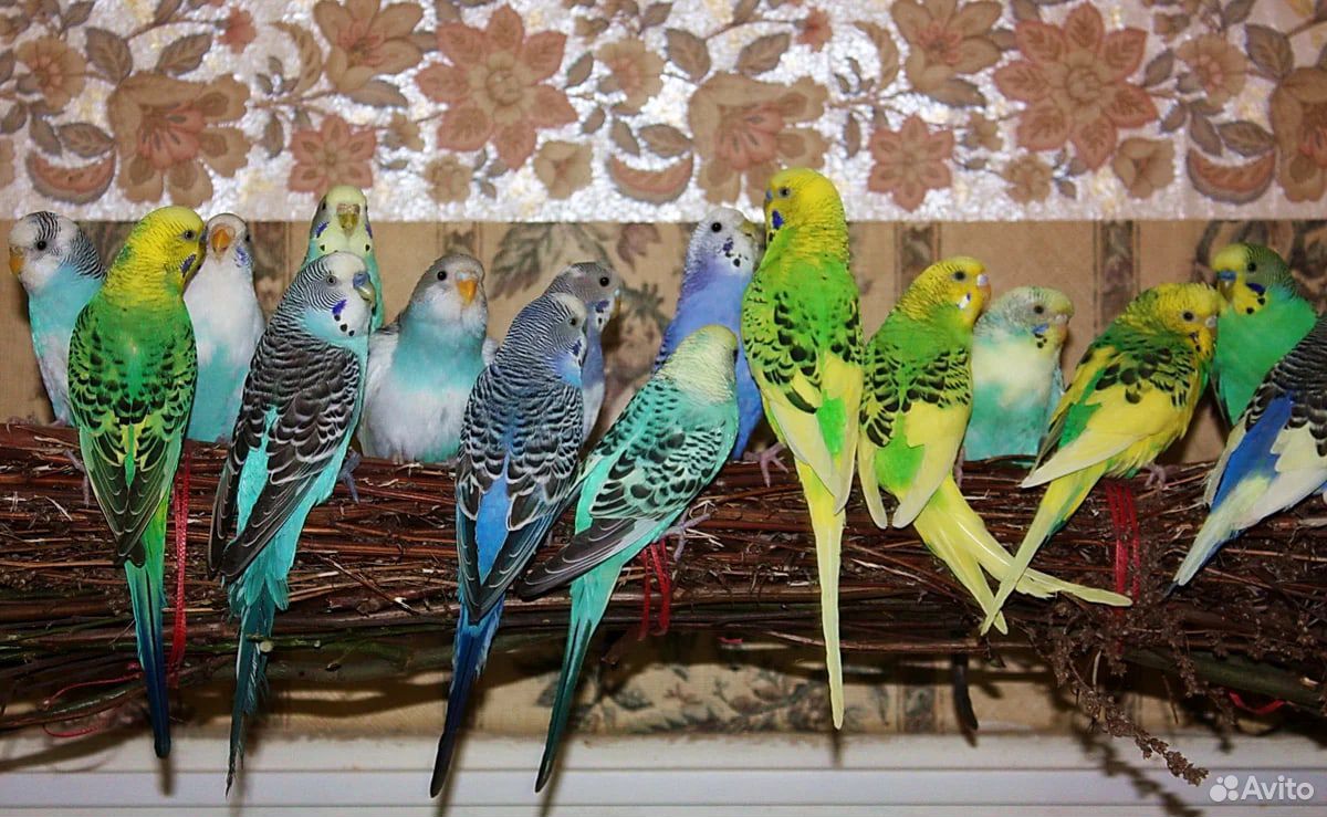 Волнистые попугаи разных возрастов купить на Зозу.ру - фотография № 4