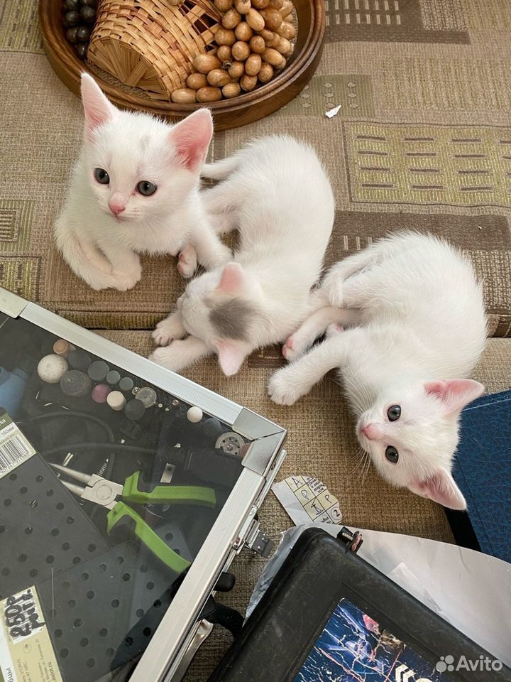 Очаровательные котята ждут хозяина купить на Зозу.ру - фотография № 1