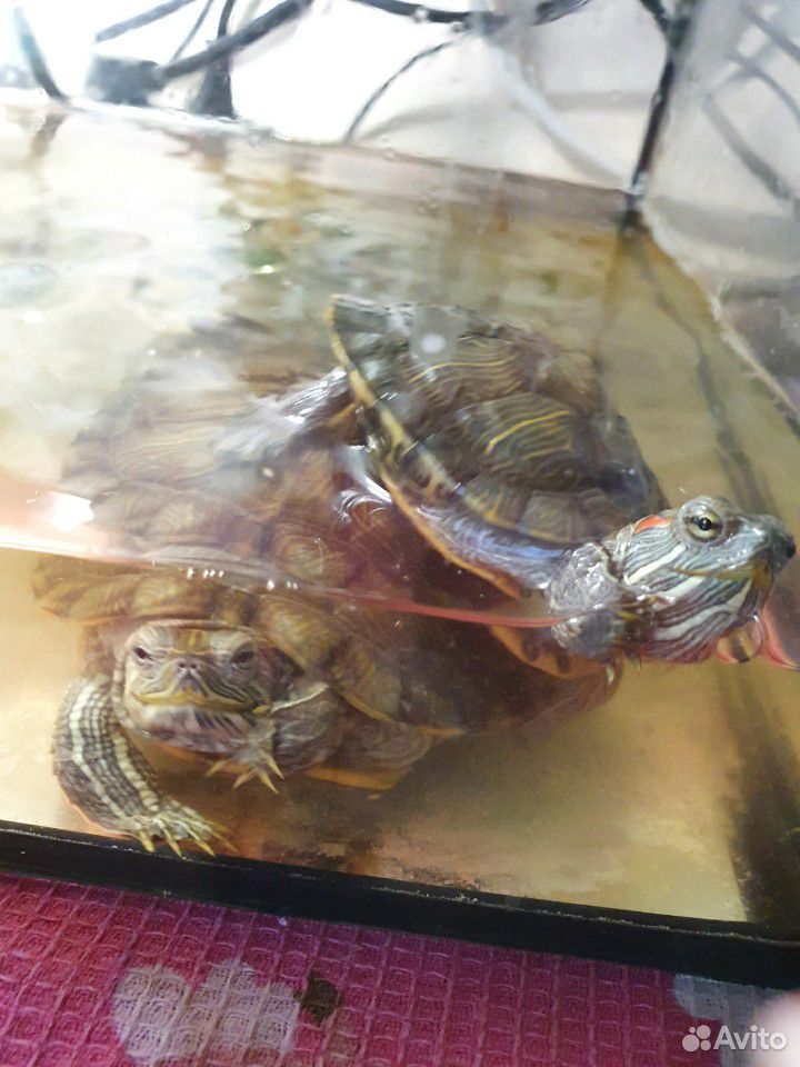 Продам черепах с аквариумом купить на Зозу.ру - фотография № 3