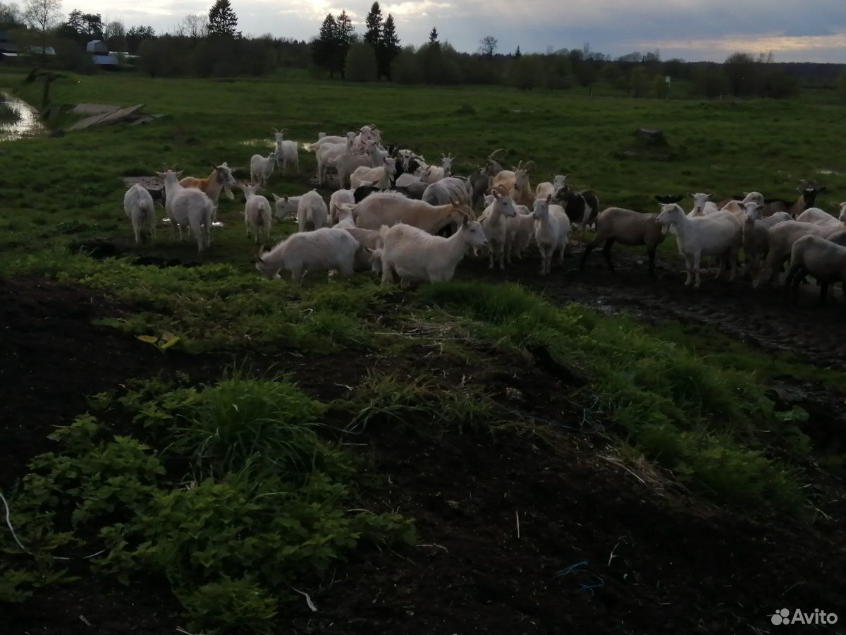 Овцы, козы дойные купить на Зозу.ру - фотография № 3