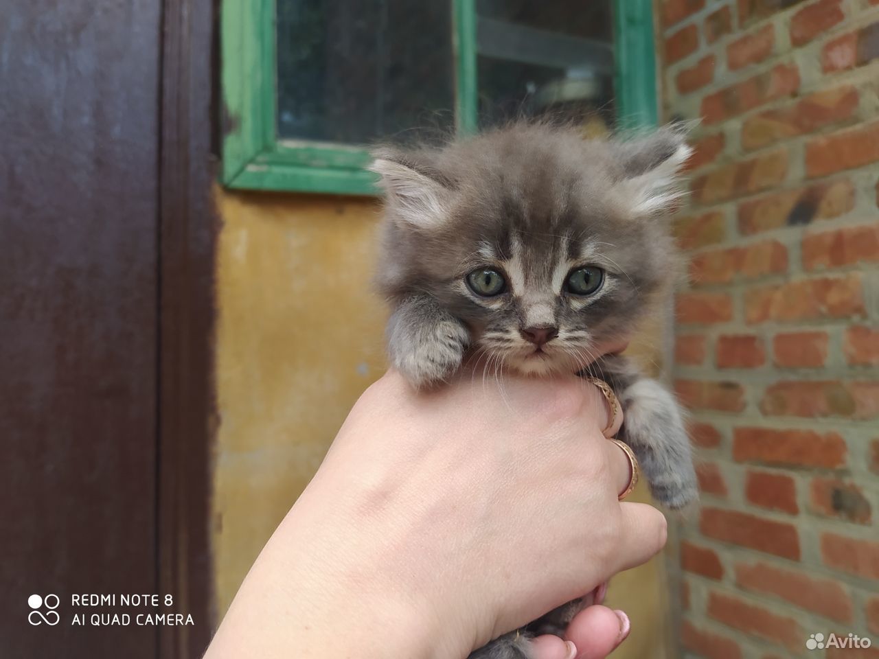 Отдам котят в хорошие руки,к лотку приучены купить на Зозу.ру - фотография № 7
