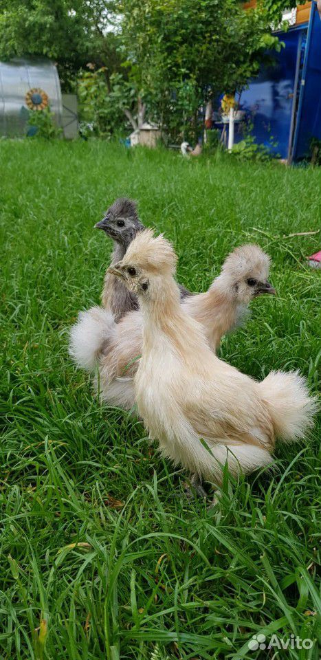 Китайские шелковые цыплята купить на Зозу.ру - фотография № 2