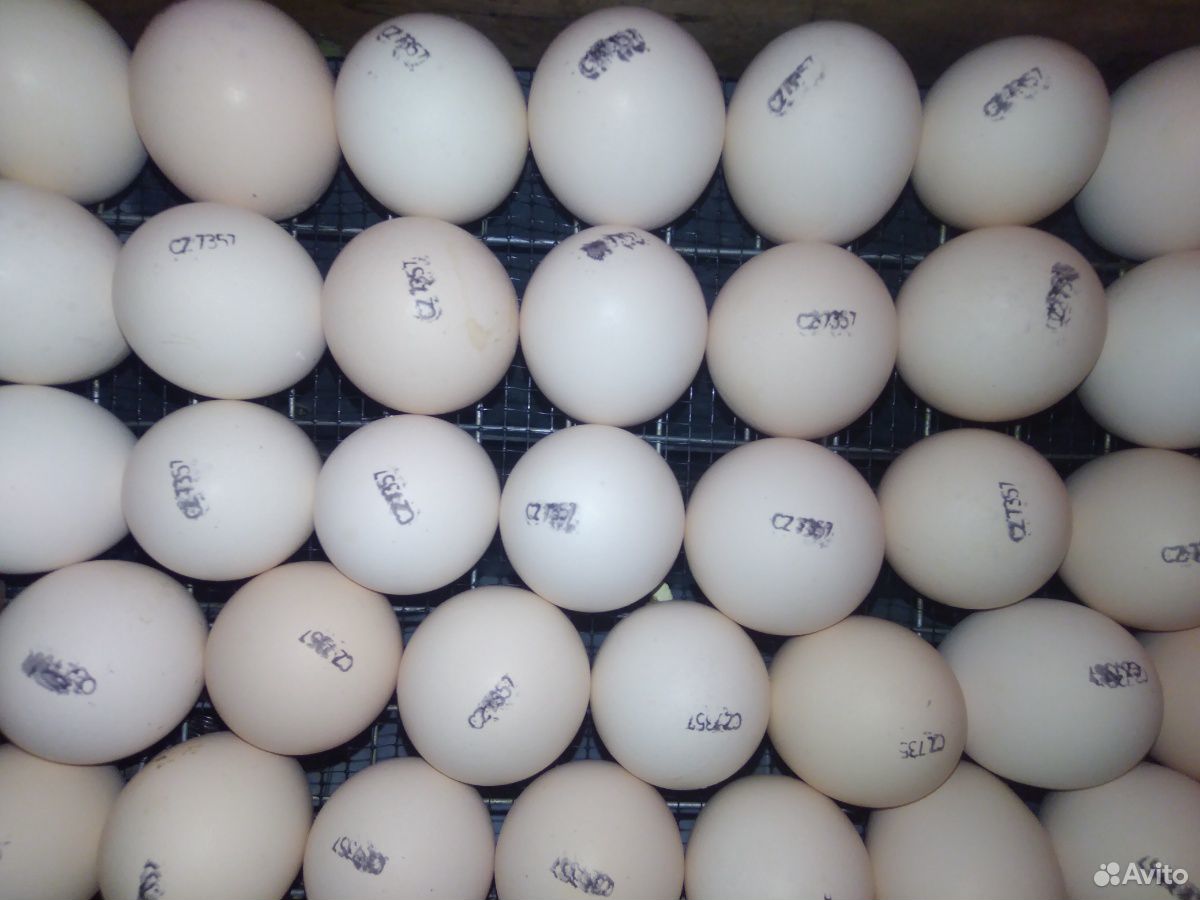 Инкубационное яйцо бройлера Росс 308. Инкубационное яйцо бройлера от производителя. Росс 308. Инкубационное яйцо бройлера из Португалии. Купить инкубационное яйцо бройлеров от производителя