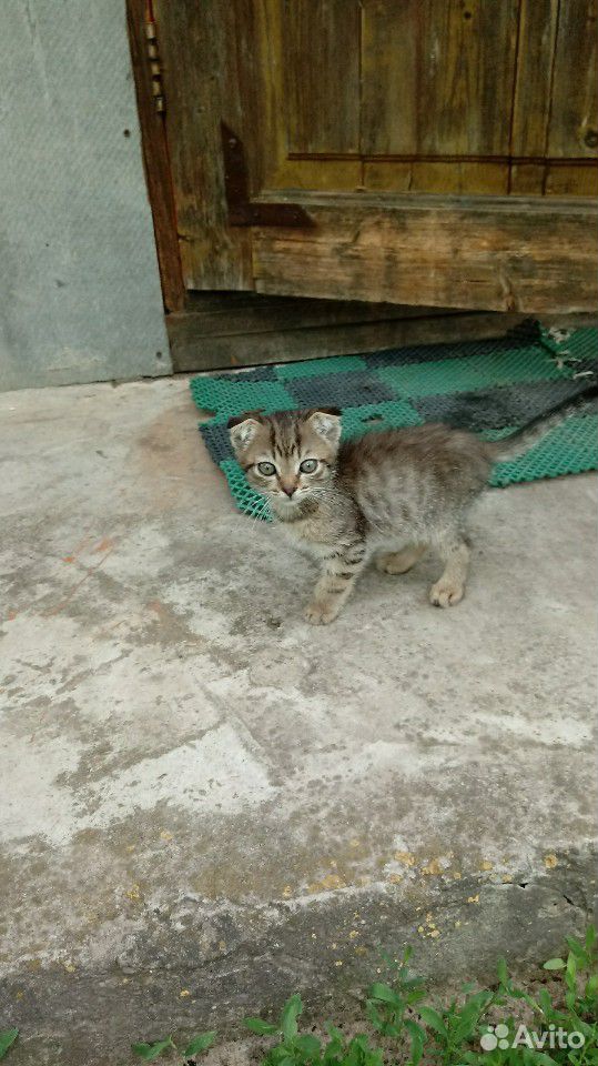 Вислоухий котик купить на Зозу.ру - фотография № 3