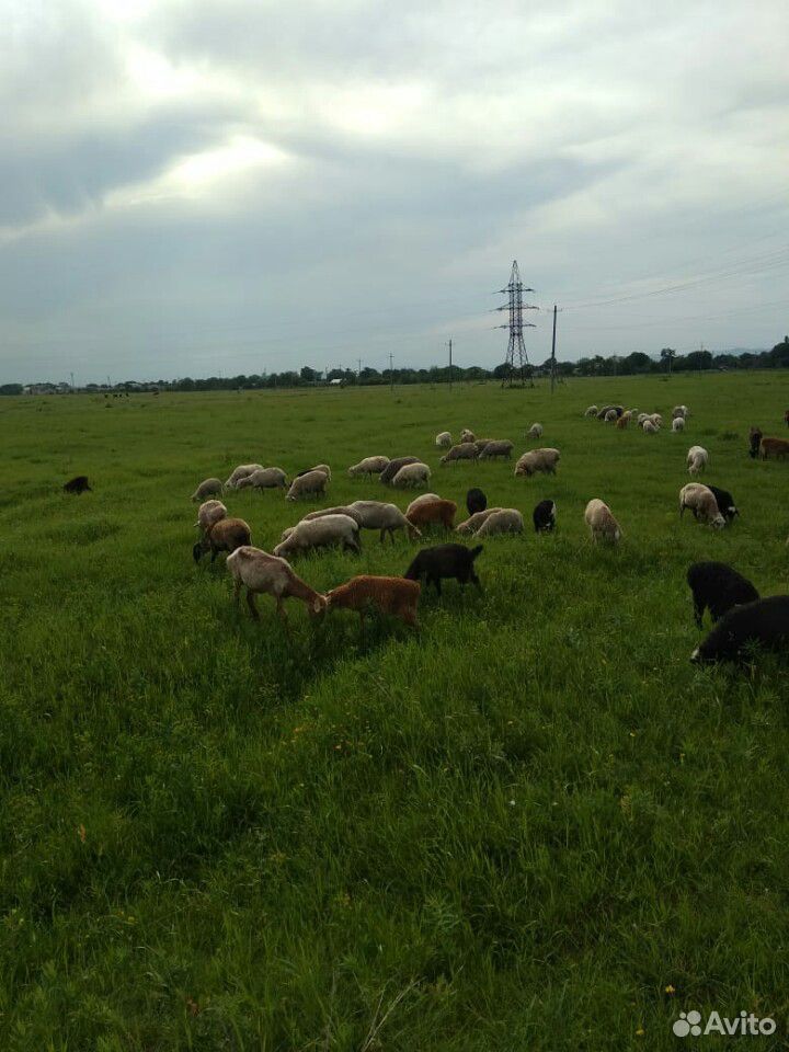 Овцы и Ягнята.+ овечая шерсть купить на Зозу.ру - фотография № 4