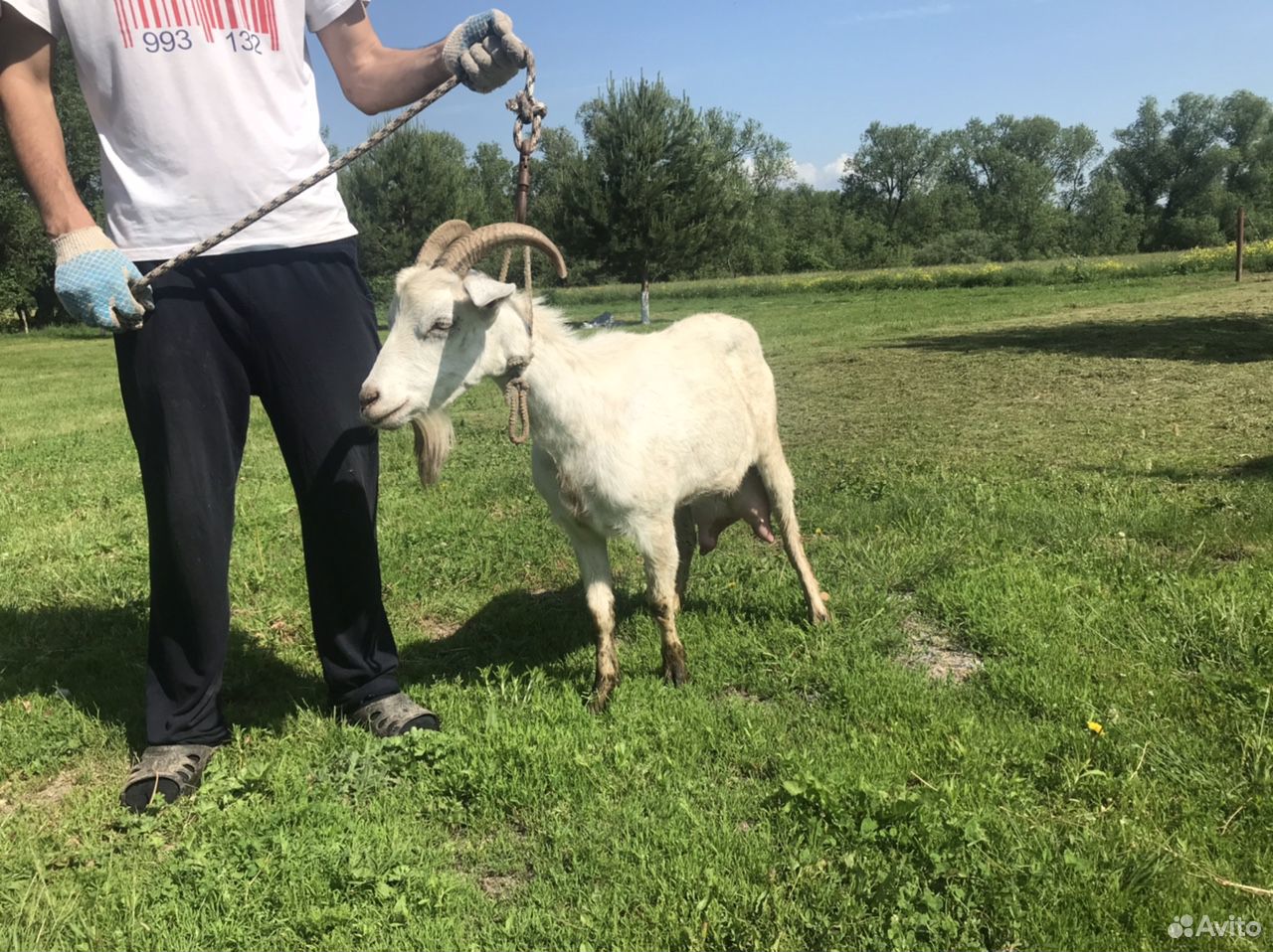 Молодая коза дойная купить на Зозу.ру - фотография № 1
