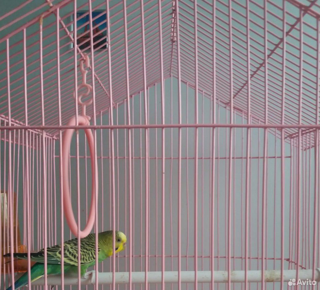 Продам попугая купить на Зозу.ру - фотография № 1