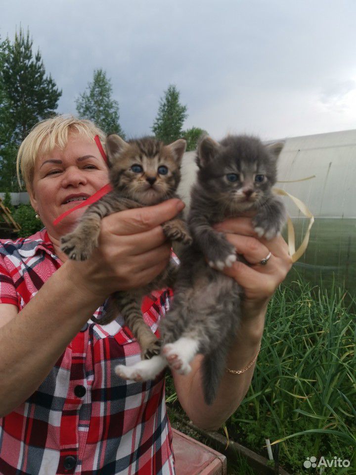 Красивые котятки ищут дом купить на Зозу.ру - фотография № 3