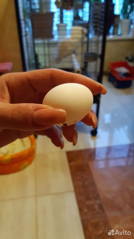 Яйцо попугая «Какаду» купить на Зозу.ру - фотография № 2