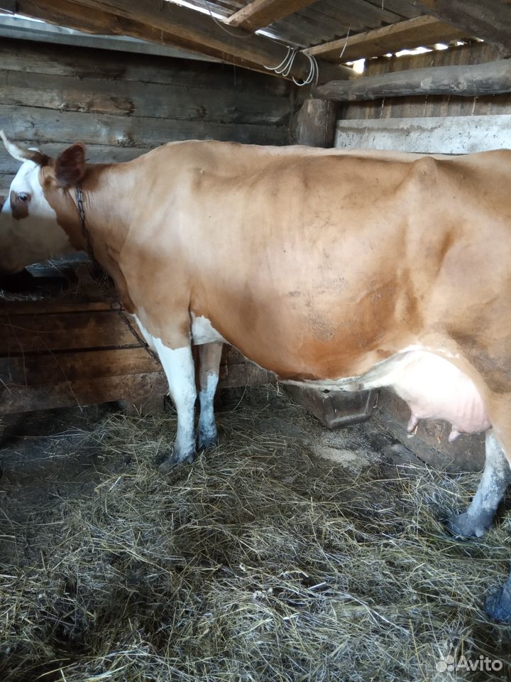 Продам корову, телята, быки купить на Зозу.ру - фотография № 2