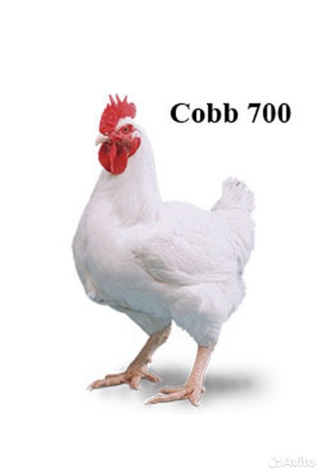 Инкубационное яйцо Кобб 700 купить на Зозу.ру - фотография № 1