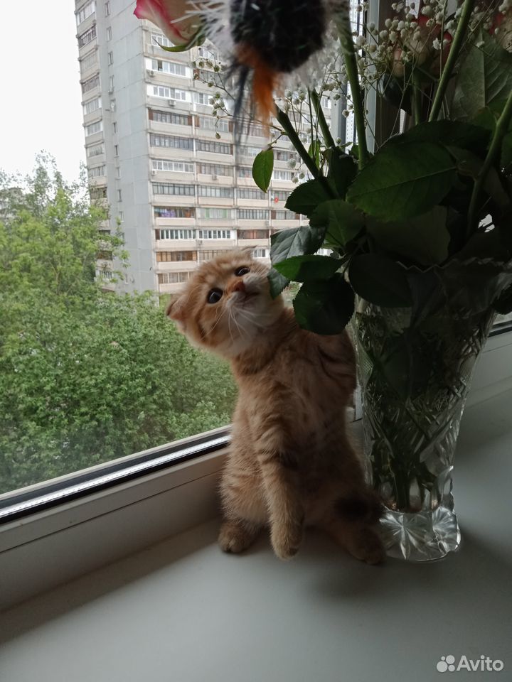 Продаётся котёнок купить на Зозу.ру - фотография № 4