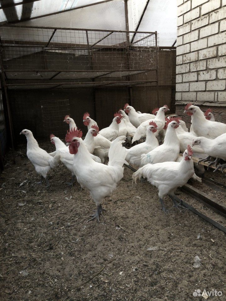 Мясо кролика, индейки, курицы, яйцо куриное и пере купить на Зозу.ру - фотография № 4