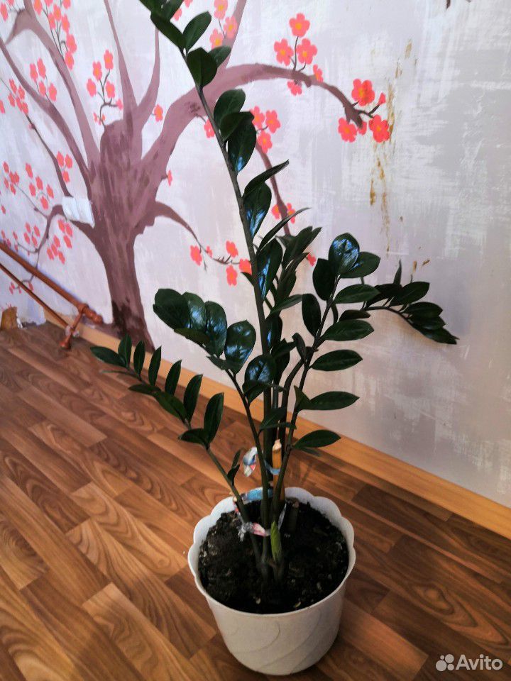 Замиокулькас (долларовое дерево) купить на Зозу.ру - фотография № 1