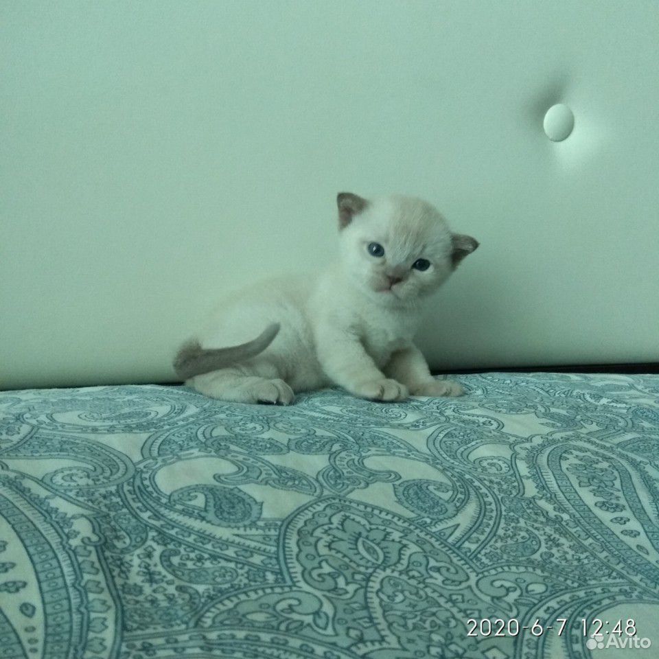 Бурманский котенок купить на Зозу.ру - фотография № 1