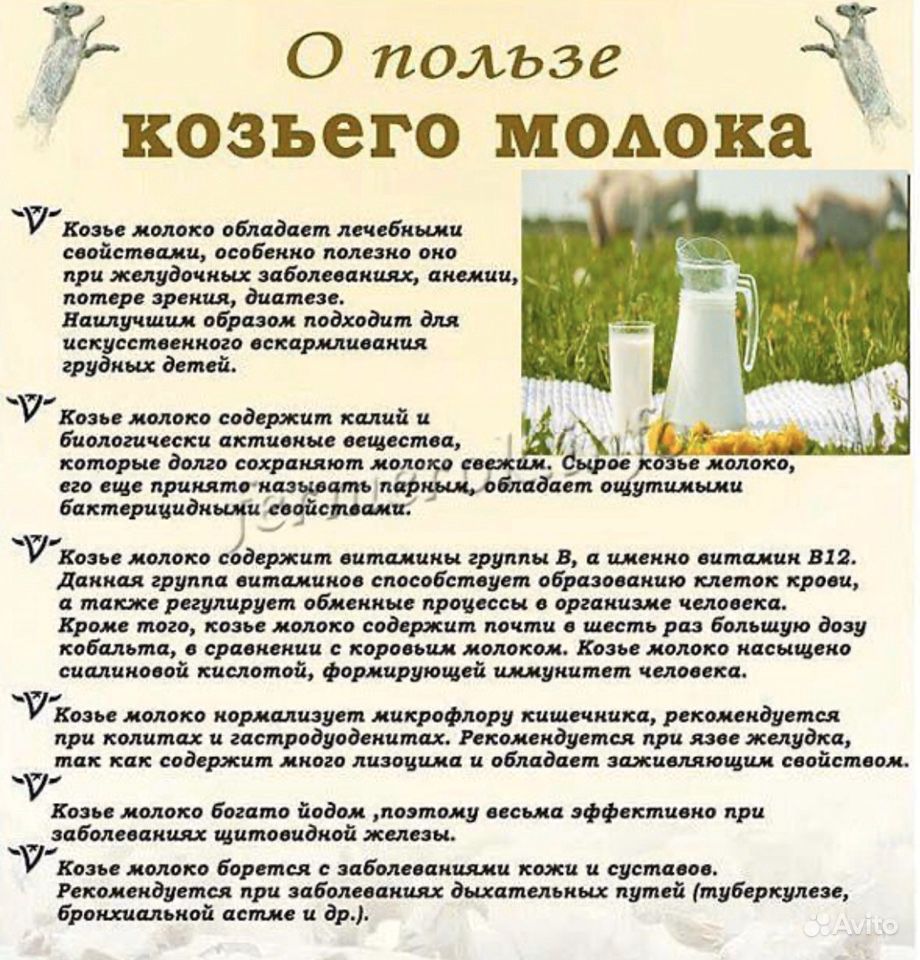 Козье молоко Нубийской породы купить на Зозу.ру - фотография № 5