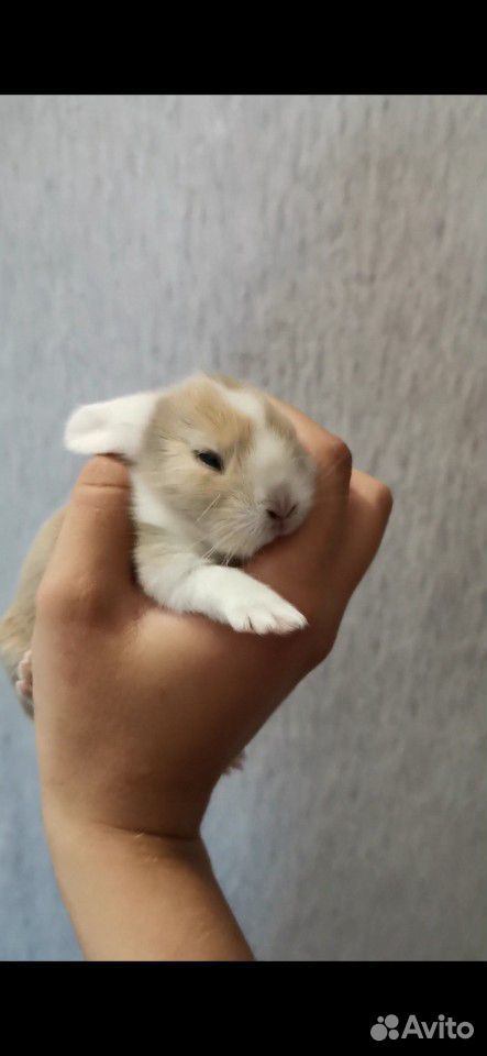 Продам вислоухого крольчонка купить на Зозу.ру - фотография № 1