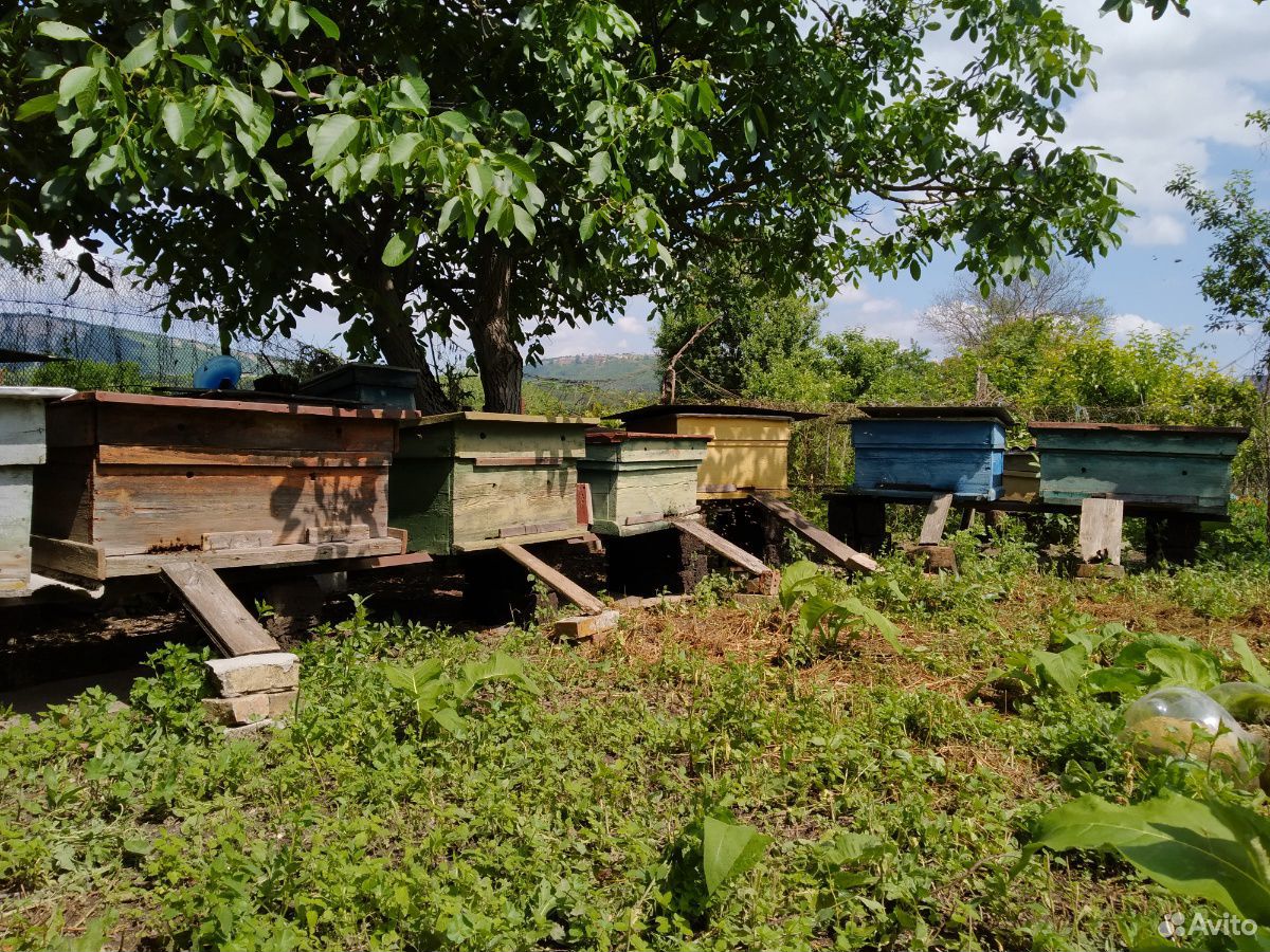 Пчёлы с уликами купить на Зозу.ру - фотография № 1