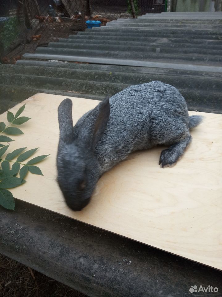 Кролики полтавское серебро купить на Зозу.ру - фотография № 2