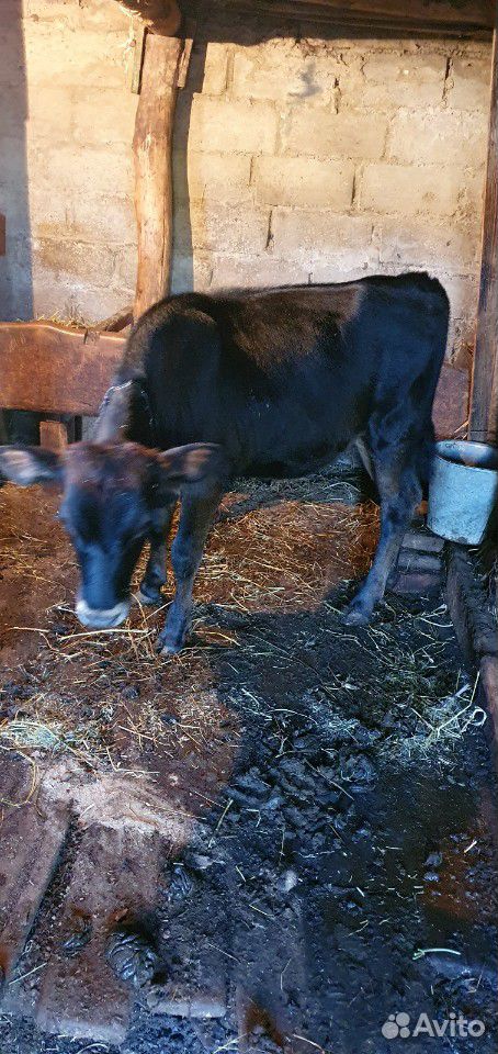 Корова 7 месяцев купить на Зозу.ру - фотография № 2