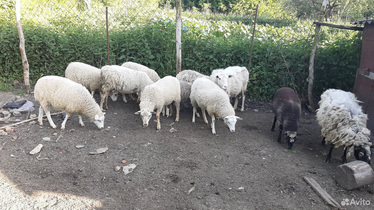 Коза дойная 4 литра молока и овечки и барани купить на Зозу.ру - фотография № 4