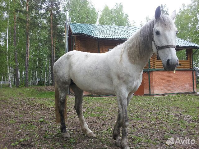 Продаются лошади породы Орловская рысистая купить на Зозу.ру - фотография № 1