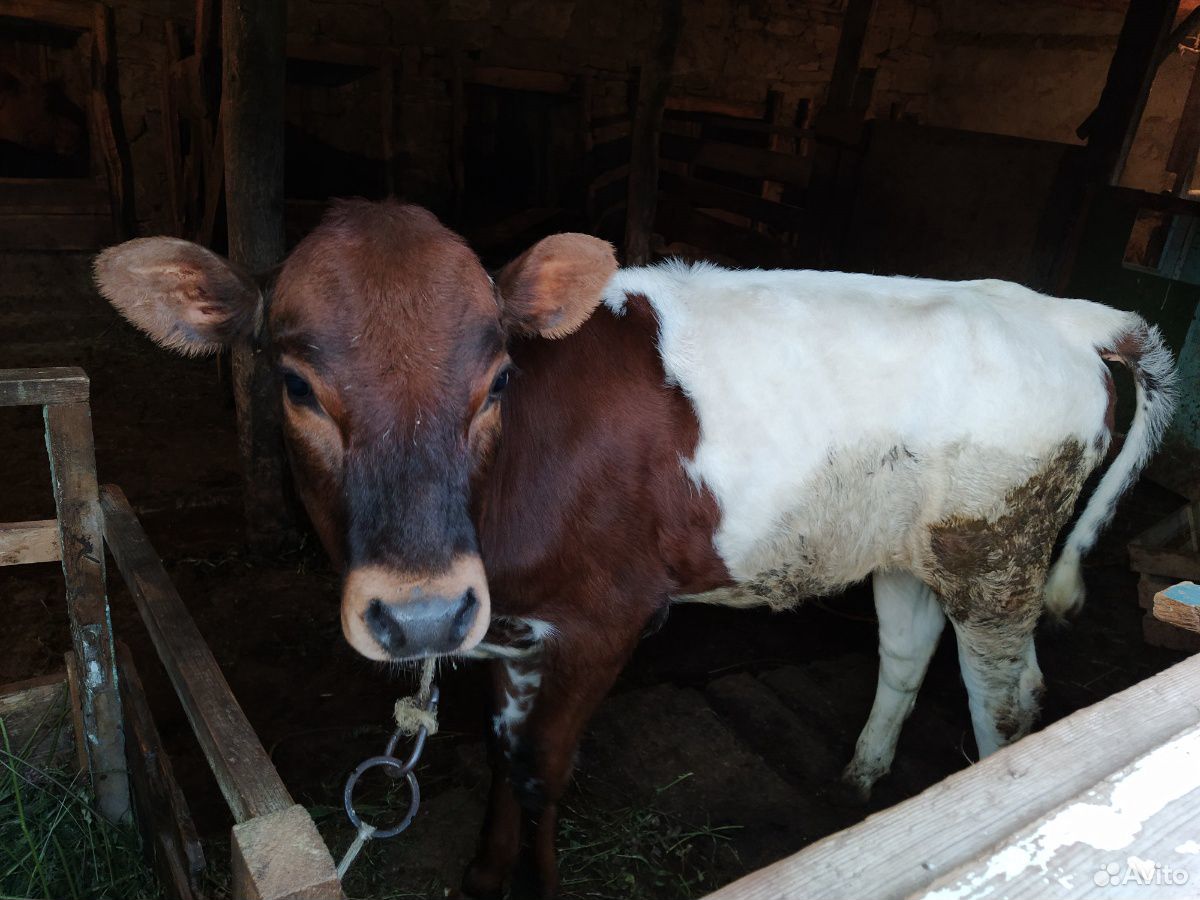 Корова и теленок купить на Зозу.ру - фотография № 4