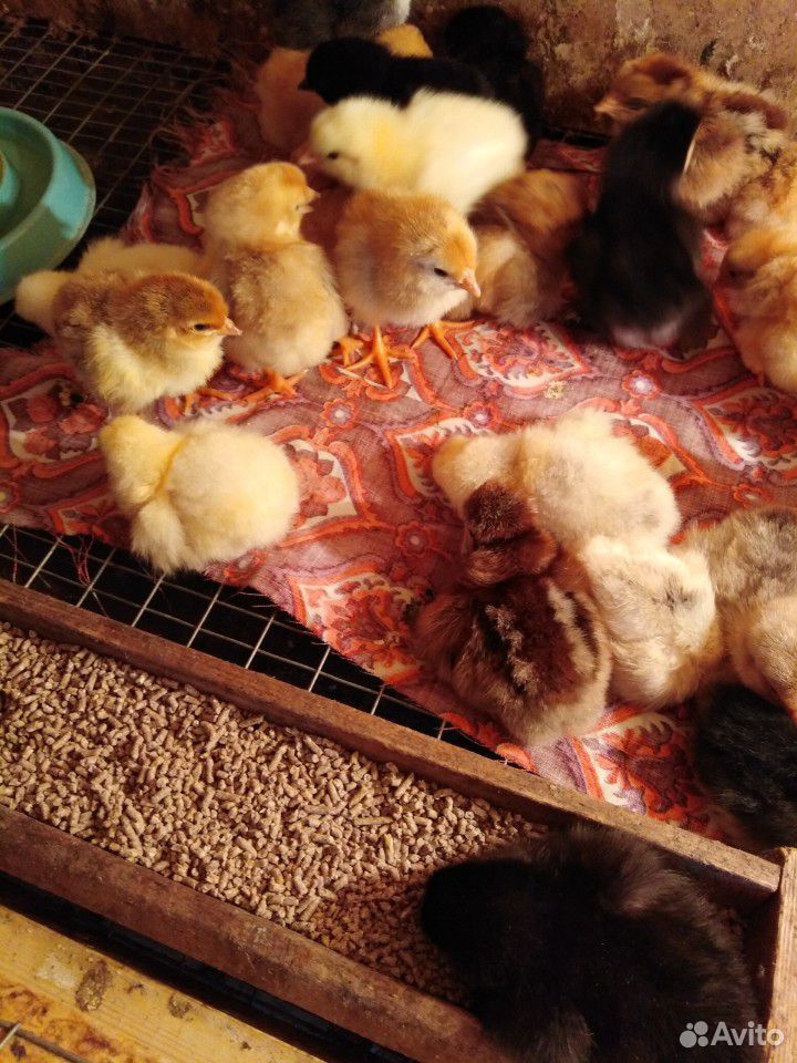 Утята, гусята, мулард, цыплята домашние мясо яичны купить на Зозу.ру - фотография № 2