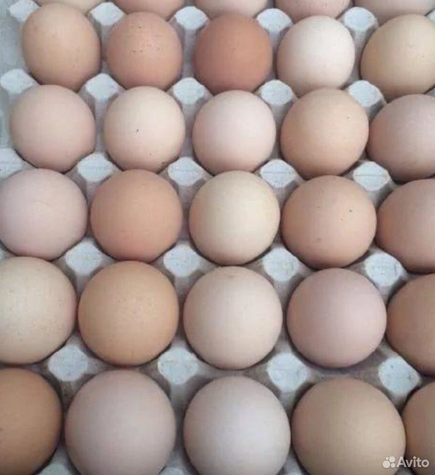 Инкубационное яйцо Cobb500 купить на Зозу.ру - фотография № 1