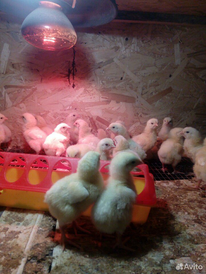 Цыплята бройлер,яйцо перепелиное купить на Зозу.ру - фотография № 1