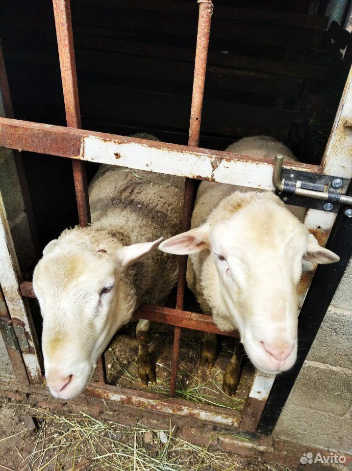 Овцы, бараны, ягнята купить на Зозу.ру - фотография № 3