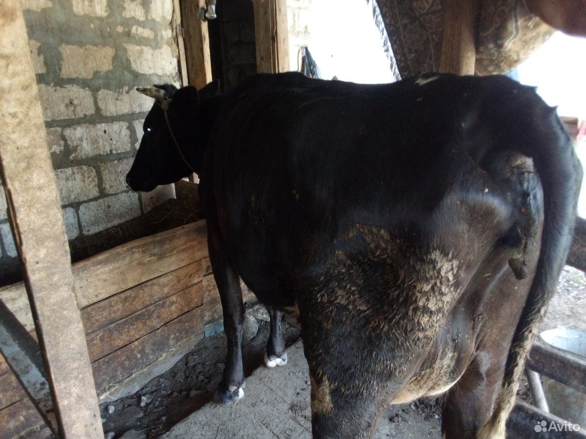 Коровы,бык,телята купить на Зозу.ру - фотография № 6