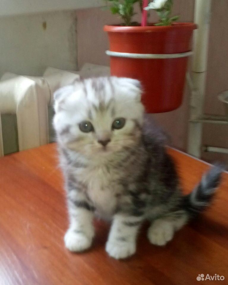 Котёнок вислоухий купить на Зозу.ру - фотография № 1