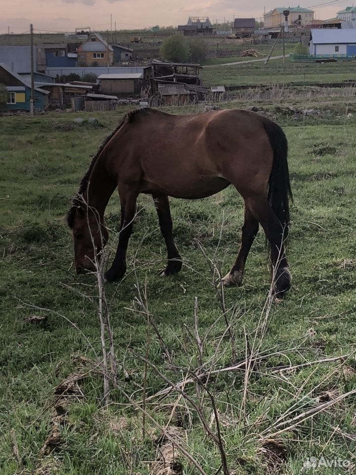 Табун лошадей купить на Зозу.ру - фотография № 1