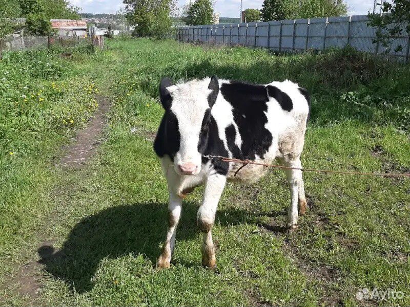 Корова девочка купить на Зозу.ру - фотография № 3
