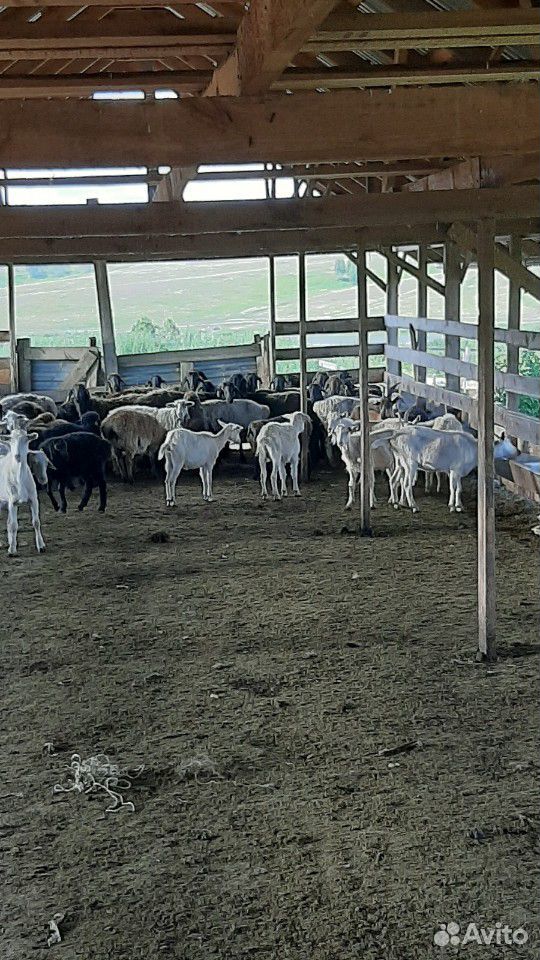 Овцы бараны козы козлы купить на Зозу.ру - фотография № 3