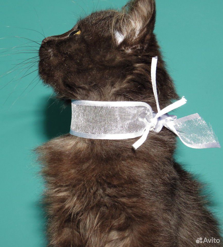 Котяшка обнимашка в дар купить на Зозу.ру - фотография № 4