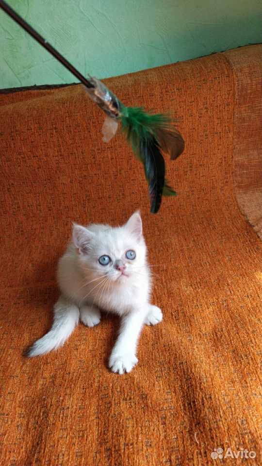 Котик Британской серебристой шиншиллы купить на Зозу.ру - фотография № 3