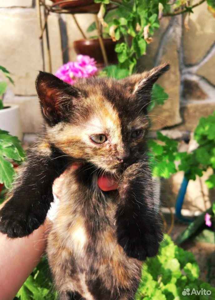Котёнок черепаховая окраска :) купить на Зозу.ру - фотография № 5