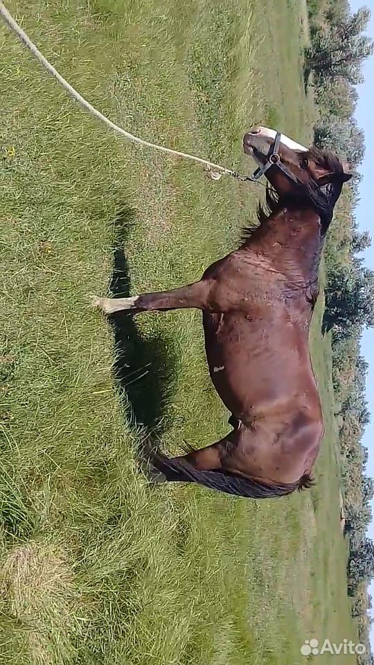 Лошадь (инаходец) купить на Зозу.ру - фотография № 3