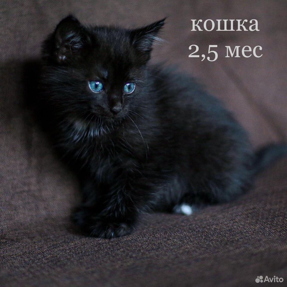 Котят в добрые руки купить на Зозу.ру - фотография № 1