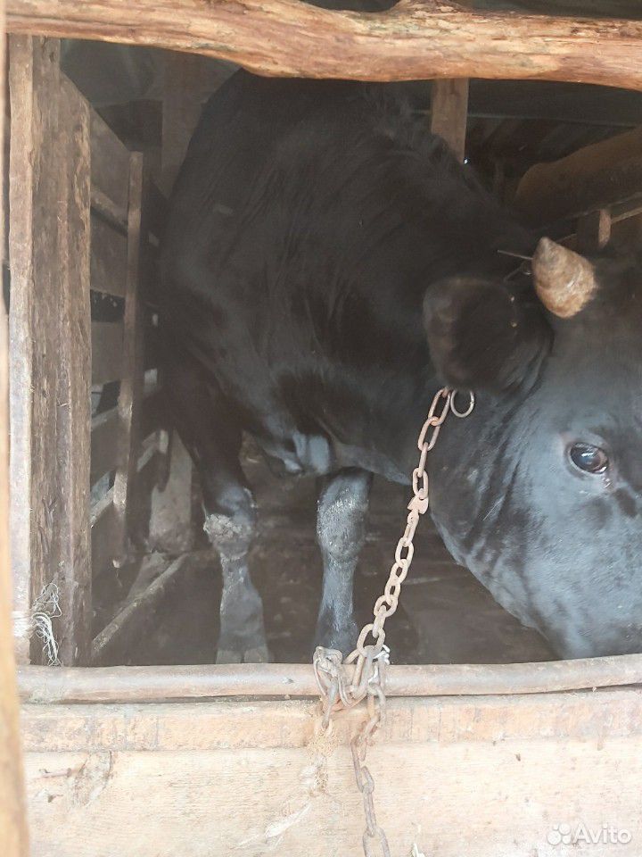 Домашние быки на мясо купить на Зозу.ру - фотография № 1