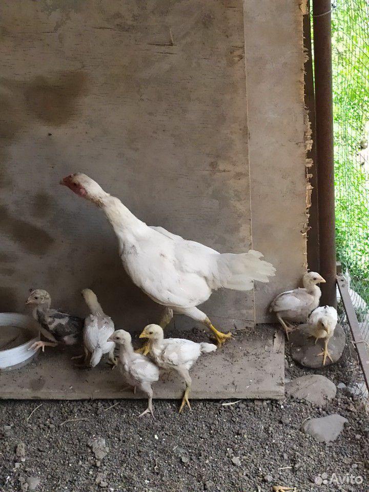 Бойцовая курица с цыплятами купить на Зозу.ру - фотография № 1