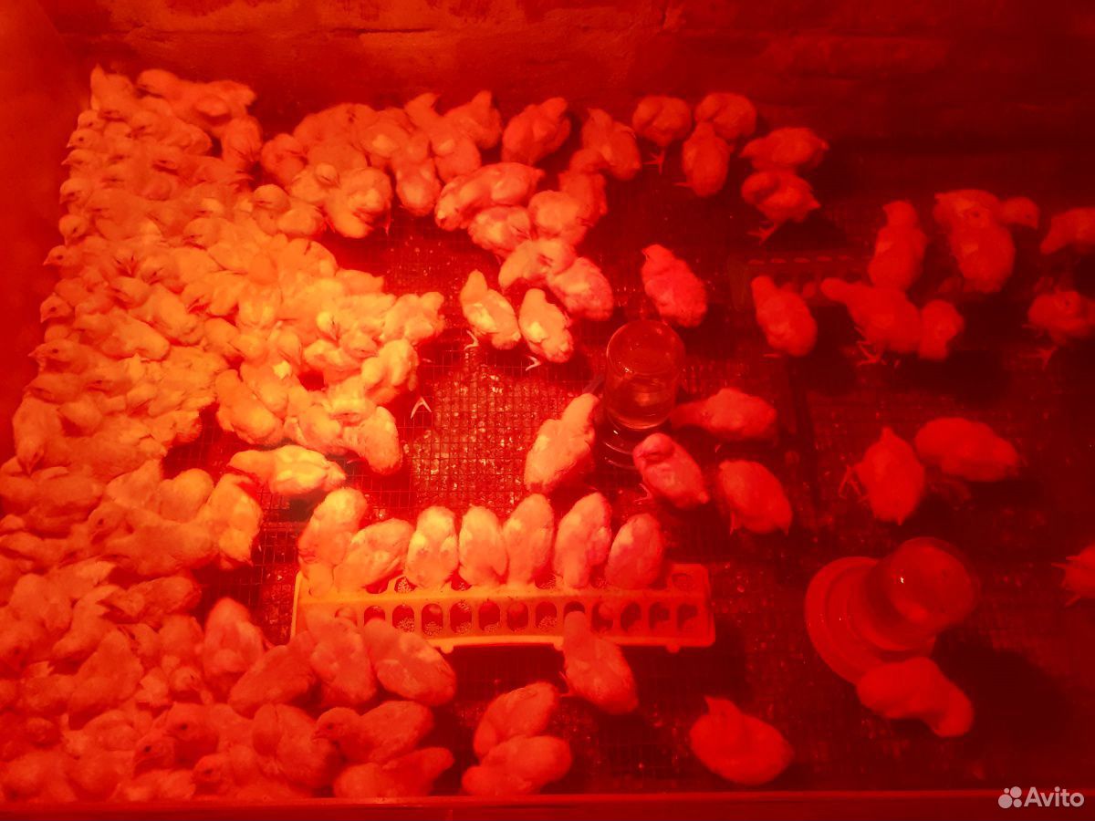 Суточные подрощеные цыплята, утята, бролер белый купить на Зозу.ру - фотография № 5