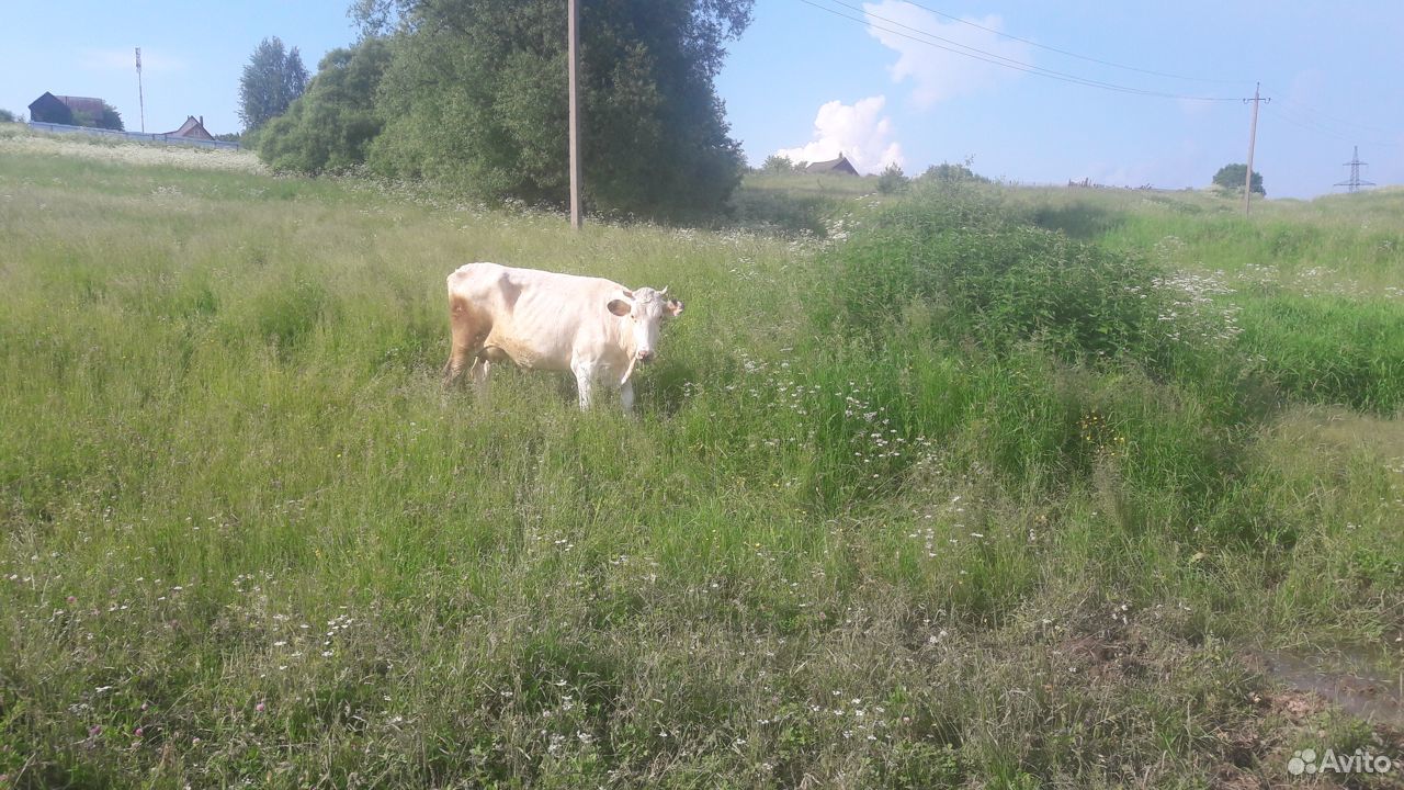 Корова голштинской породы 2.5 года купить на Зозу.ру - фотография № 2