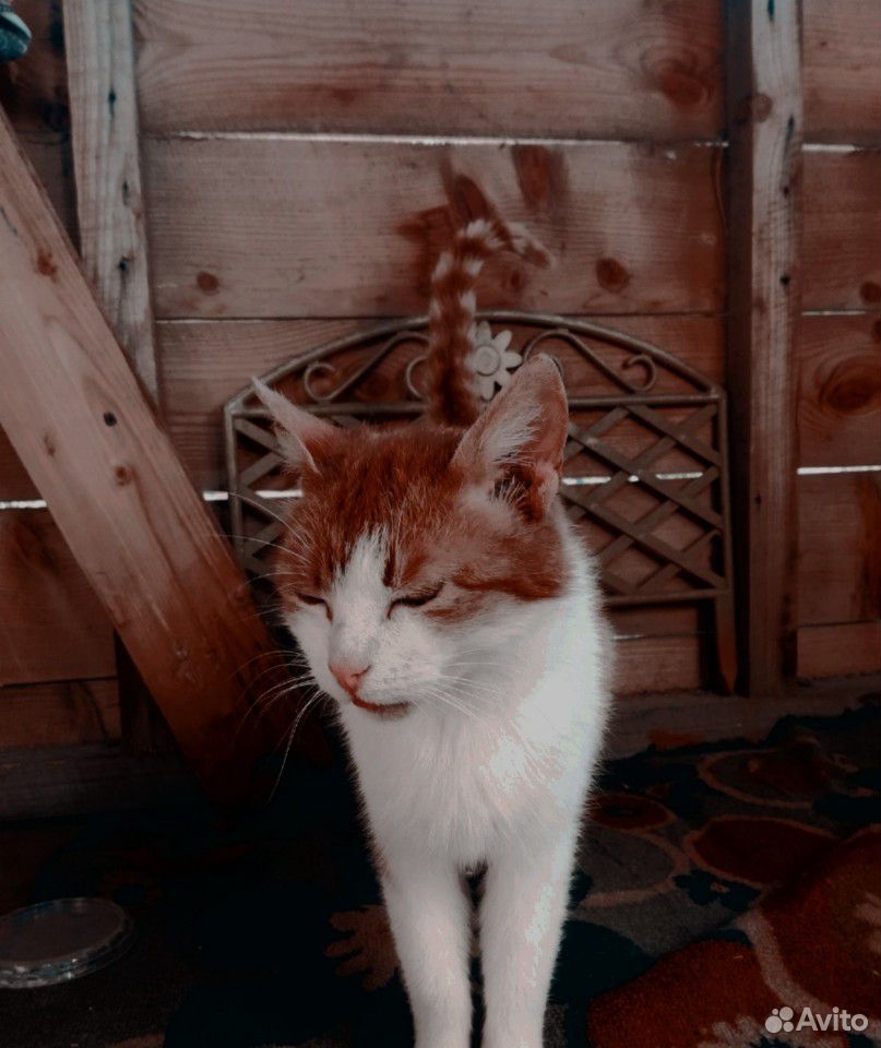 Кошка в дар купить на Зозу.ру - фотография № 2