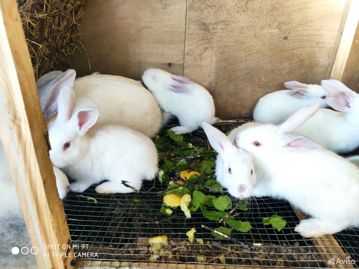 Продажа кроликов купить на Зозу.ру - фотография № 7