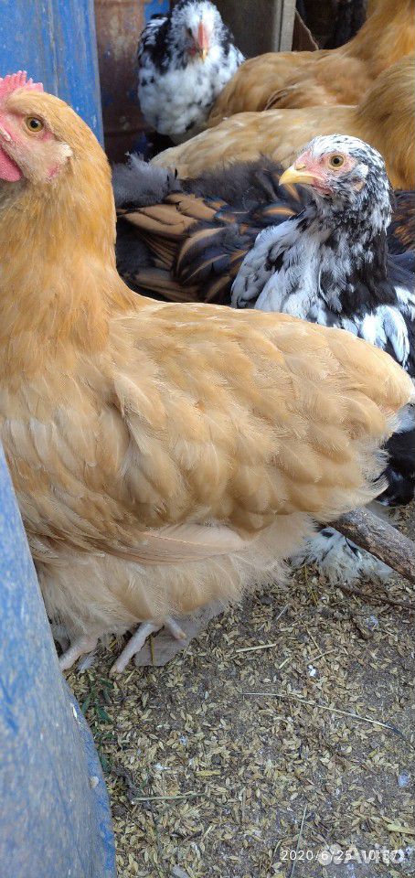 Арпингтон цыплята 2,5 месяца купить на Зозу.ру - фотография № 3