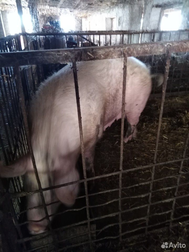 Продам свиней купить на Зозу.ру - фотография № 2